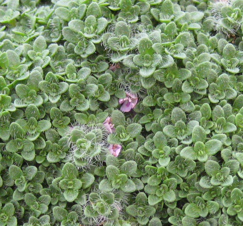 Elfin Thyme Natorp's Online Plant Store